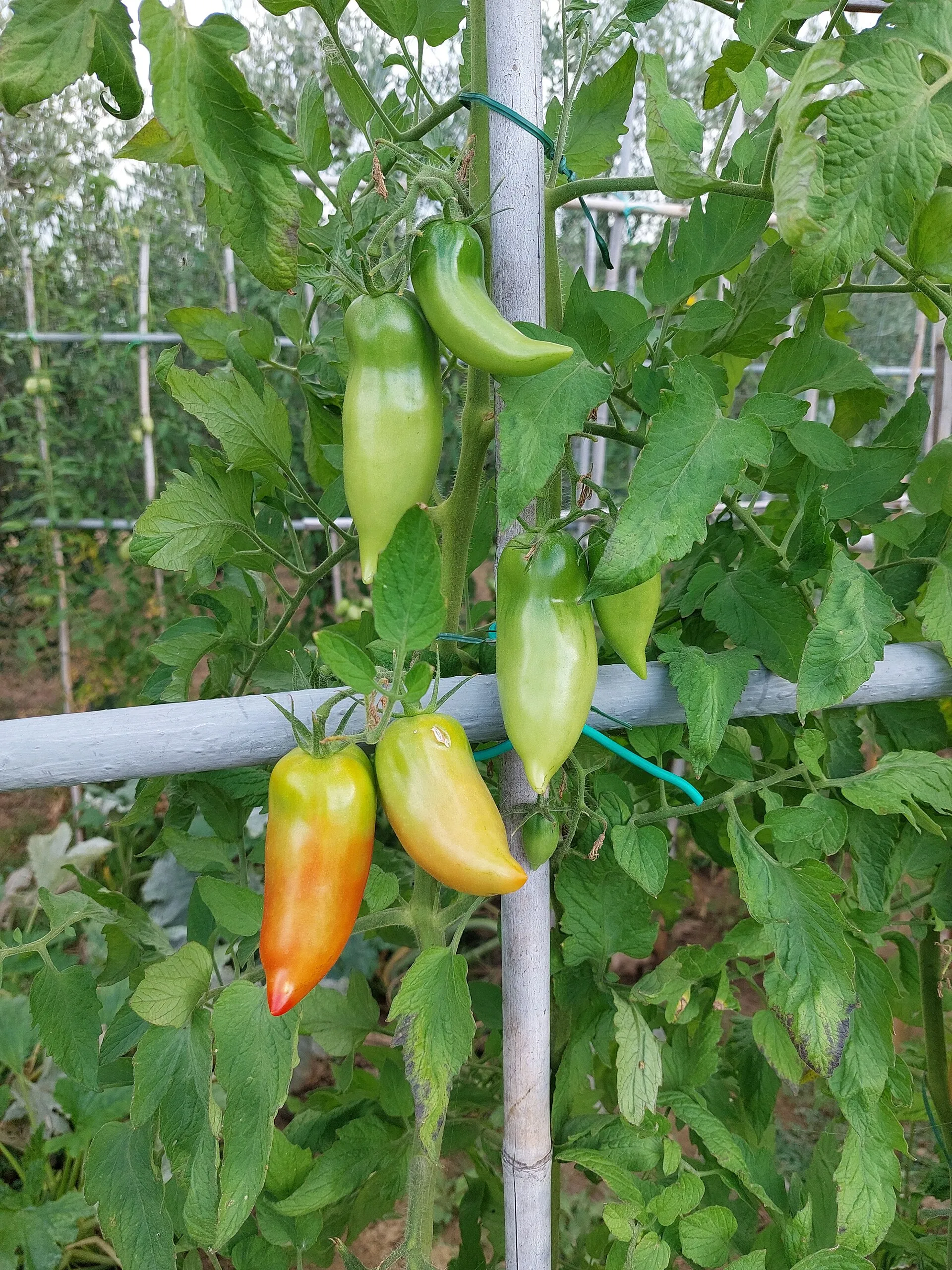 Sagra del Pomodoro San Marzano DOP — Striano (NA)