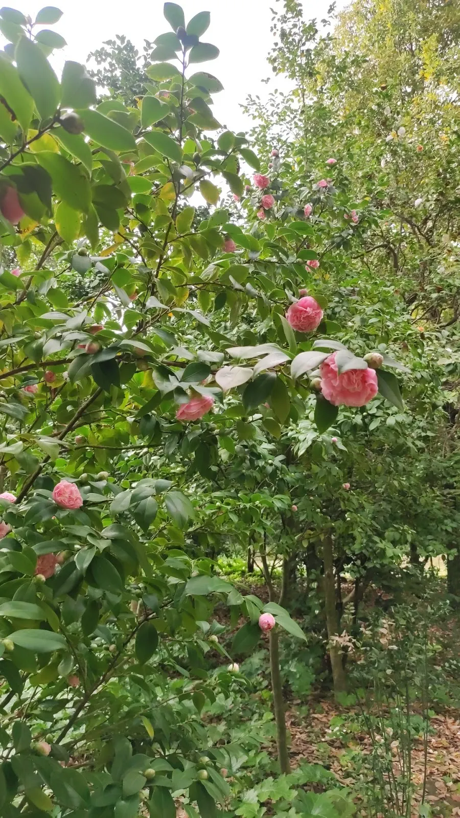 Giardino delle camelie