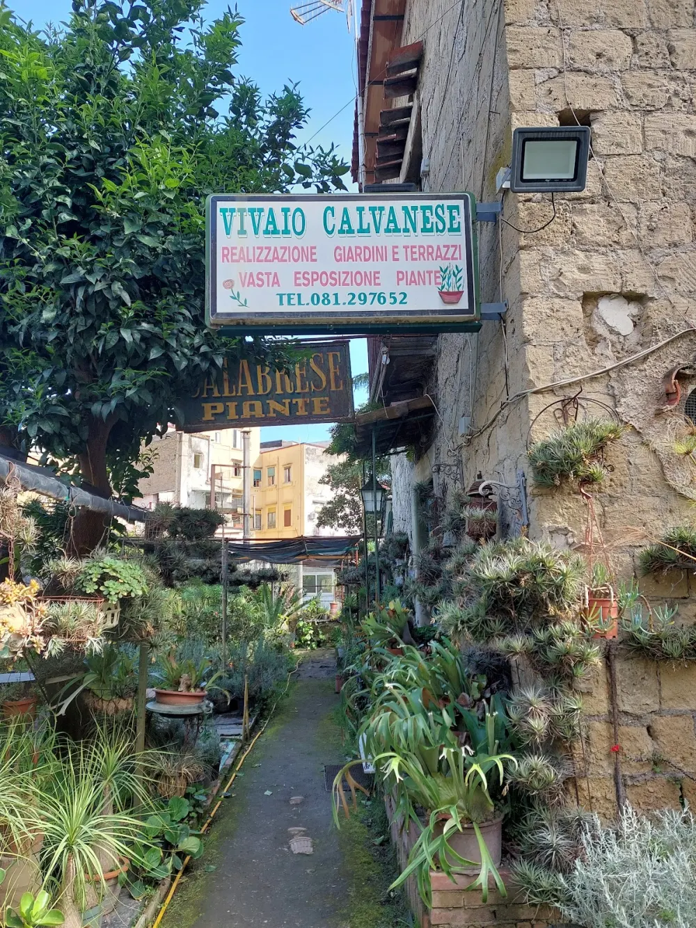 Piante utili