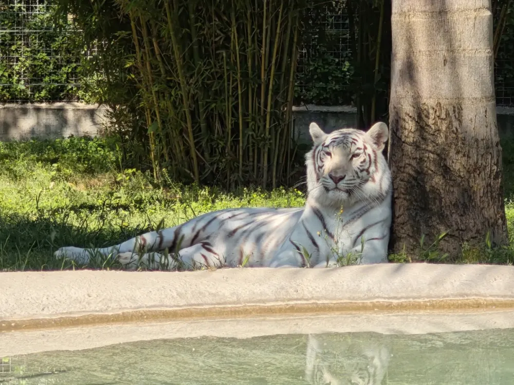 Zoo di Napoli