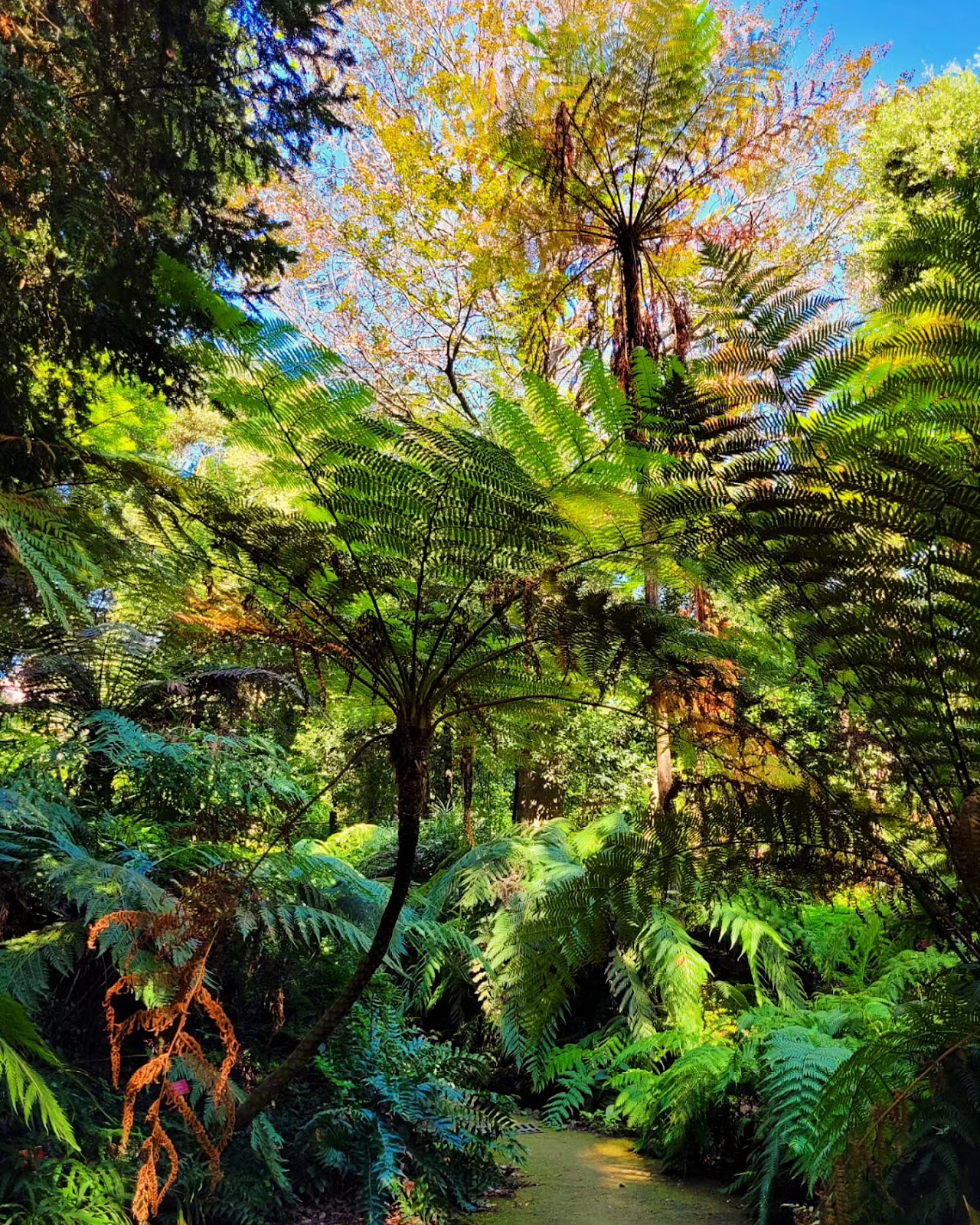 Orto Botanico di Napoli — foto 3