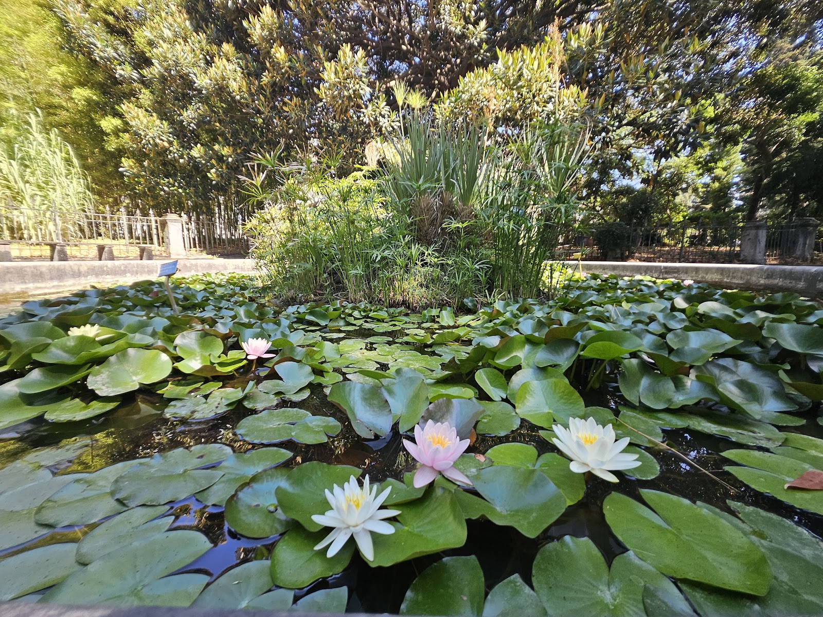 Orto Botanico di Napoli — foto 4