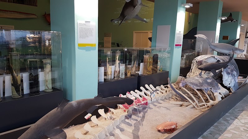 Museo del Mare Darwin-Dohrn