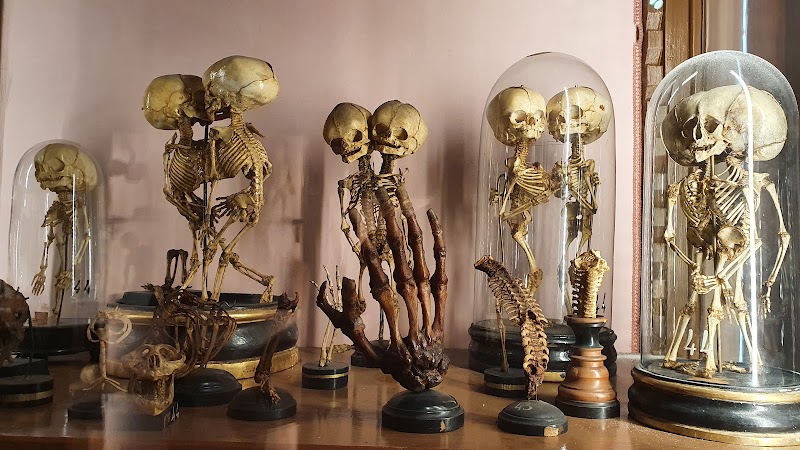 Museo di anatomia umana